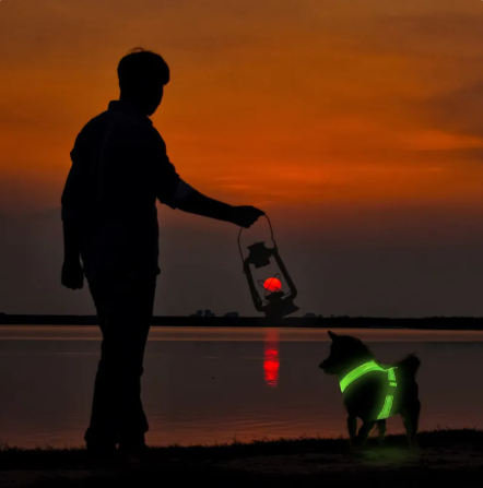 LED Light-Up Dog Harness – USB Rechargeable, Mesh